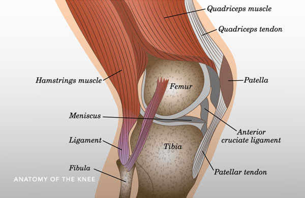 Knee Ligament Injury, Cause and Recovery